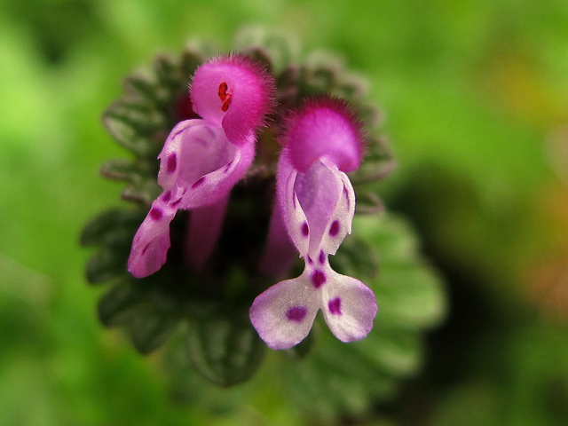 Lamier à feuilles embrassantes (Lamium amplexicaule)