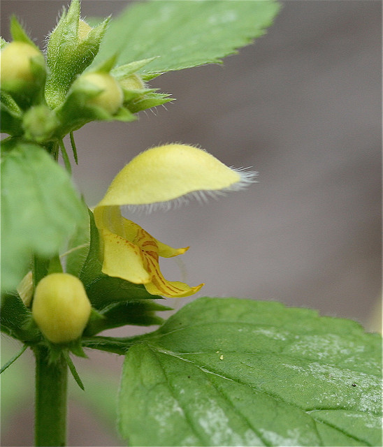 Lamier jaune