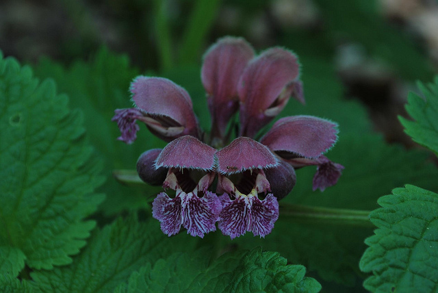 Orvale (Lamium orvala)