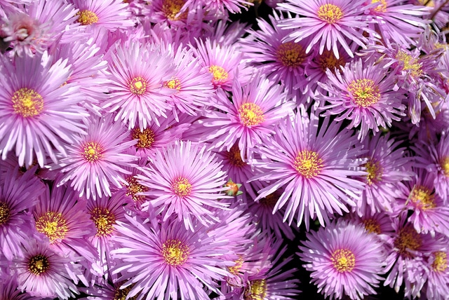 Lampranthus multiradiatus