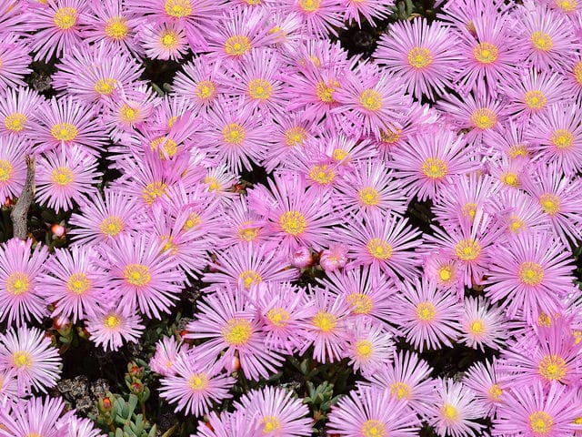 Lampranthus multiradiatus