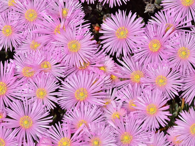Lampranthus multiradiatus