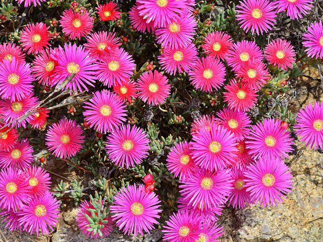 Lampranthus multiradiatus