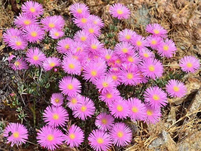 Lampranthus multiradiatus