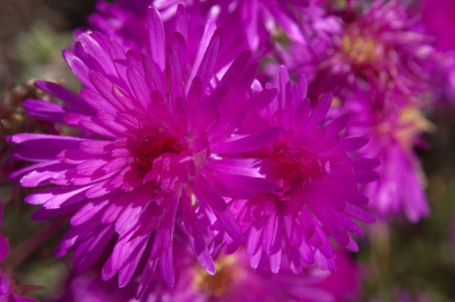 Lampranthus multiradiatus
