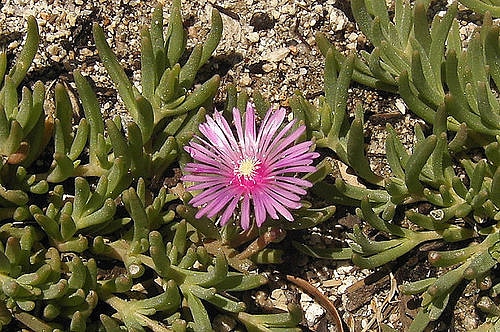 Lampranthus spectabilis