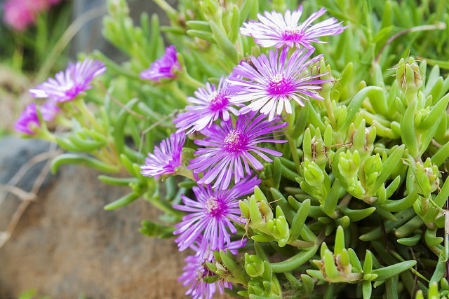 Lampranthus spectabilis