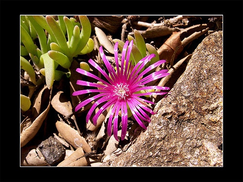 Lampranthus spectabilis
