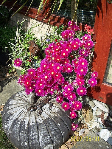 Lampranthus spectabilis