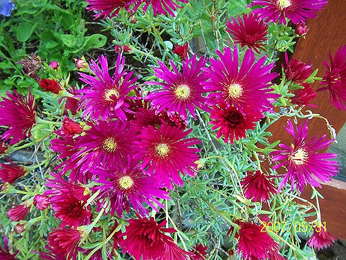 Lampranthus spectabilis