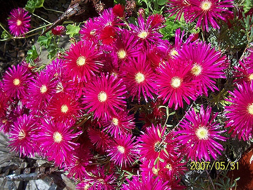 Lampranthus spectabilis