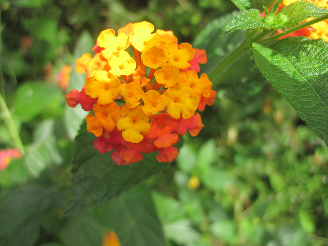 Lantanier (Lantana camara)