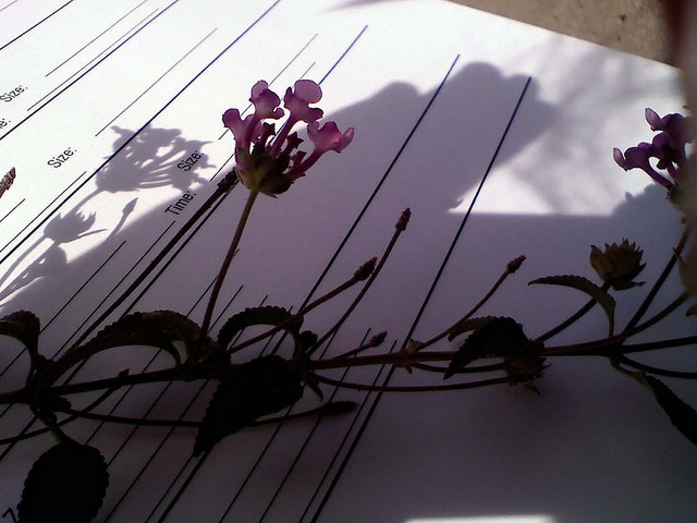 Lantanier de montevideo (Lantana montevidensis)