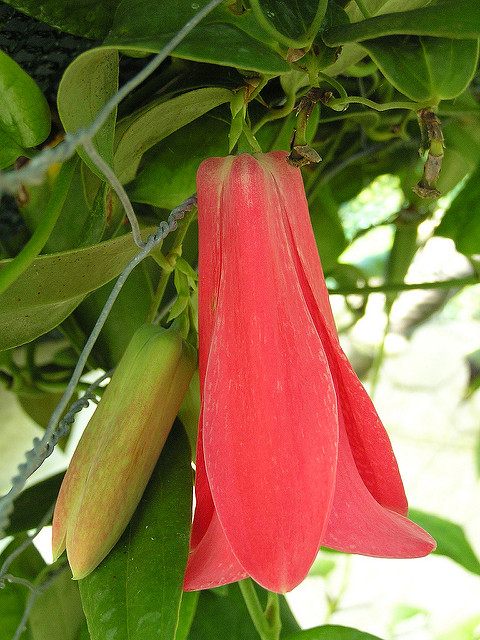 Copihue