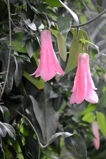 Copihue