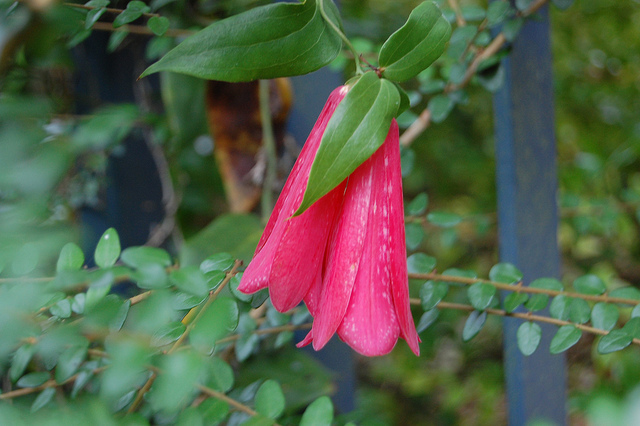 Copihue (Lapageria rosea)
