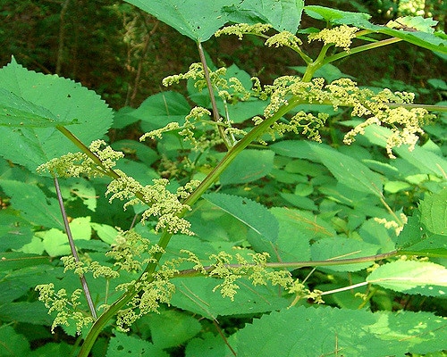 Laportea canadensis