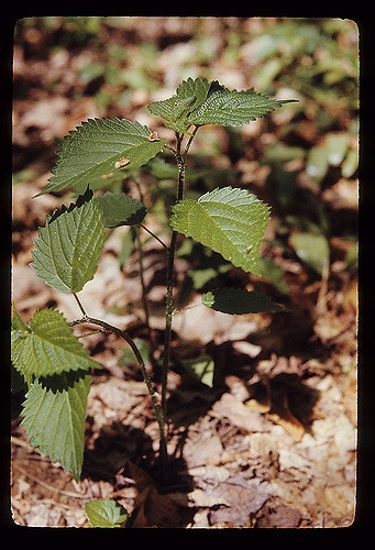 Laportea canadensis