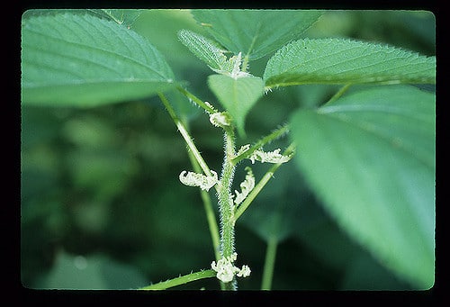 Laportea canadensis