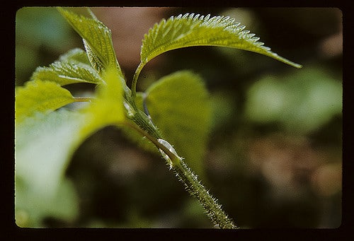 Laportea canadensis (Laportea canadensis)