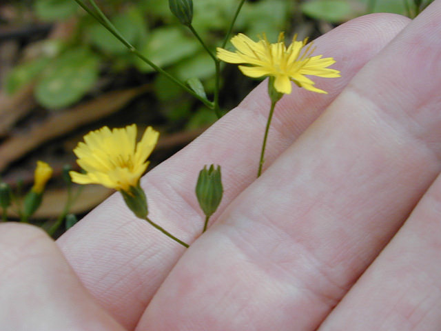 Lampsane commune (Lapsana communis)