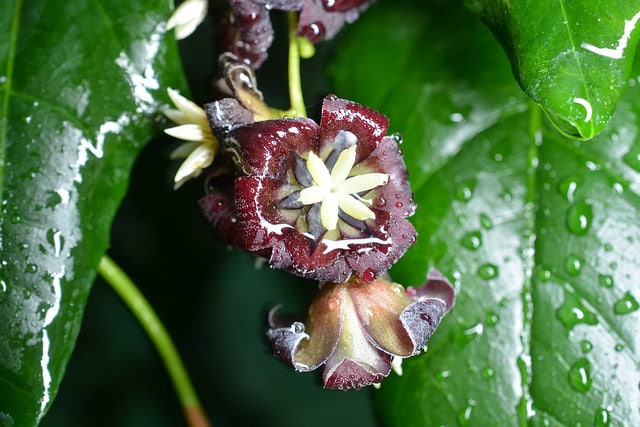 Lardizabala biternata