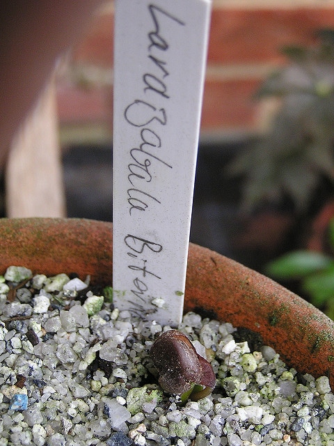 Lardizabala biternata