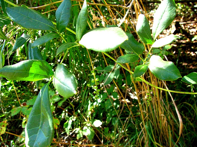Lardizabala biternata