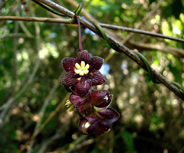 Lardizabala biternata