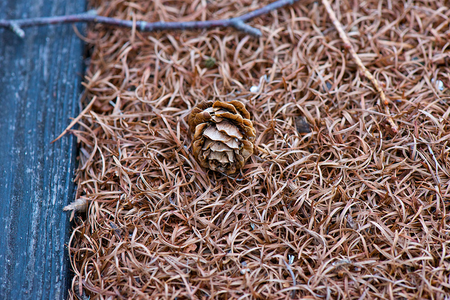Mélèze du japon (Larix kaempferi)