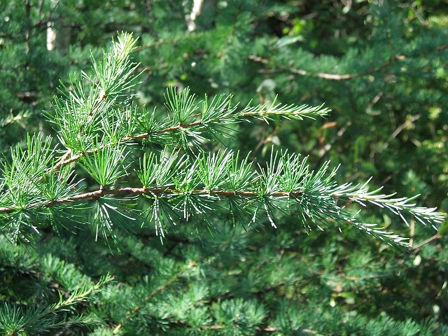 Mélèze laricin (Larix laricina)