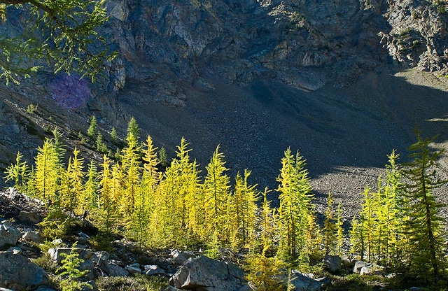 Mélèze subalpin (Larix lyallii)