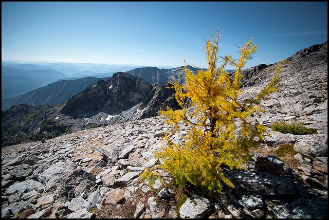 Larix occidentalis (Larix occidentalis)
