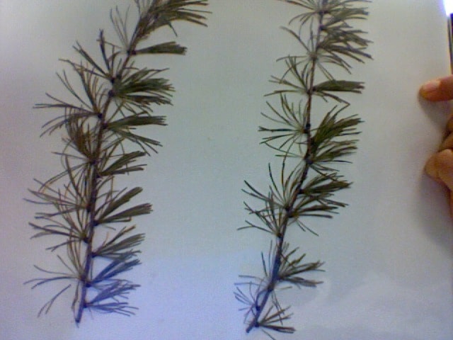 Larix occidentalis