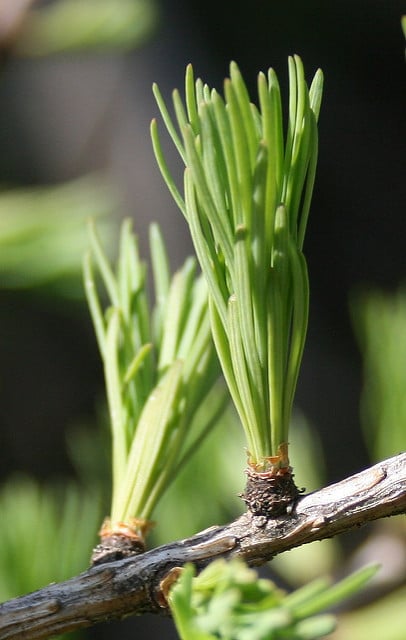Larix occidentalis