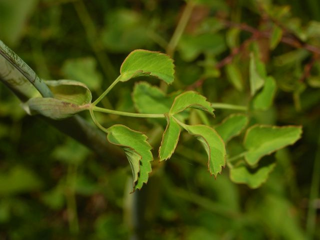 Laser à feuilles larges (Laserpitium latifolium)