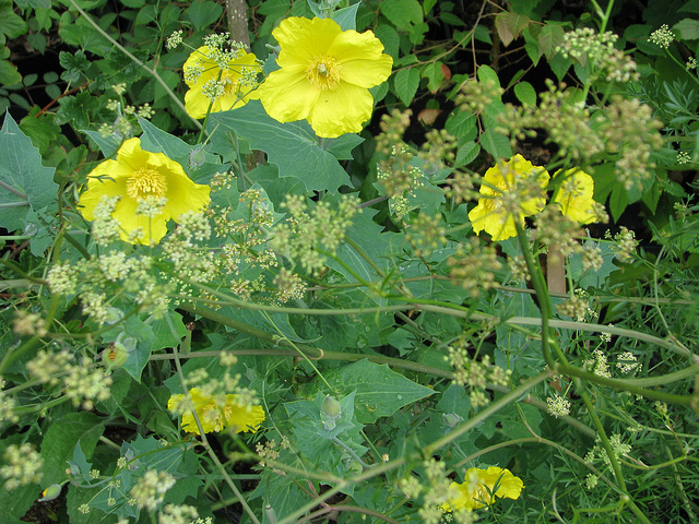 Laser siler (Laserpitium siler)