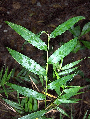 Lasiacis divaricata