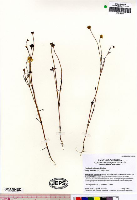 Lasthenia glabrata