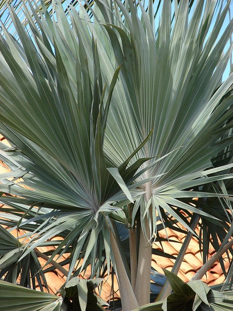 Latanier bleu