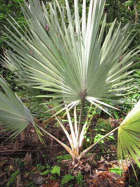Latanier bleu