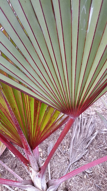 Latanier de la réunion (Latania lontaroides)