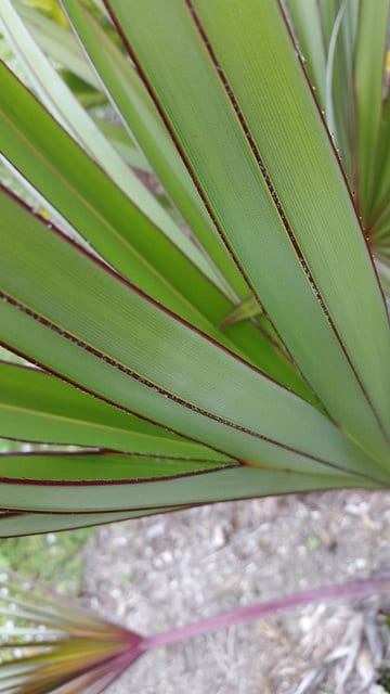 Latanier de la réunion