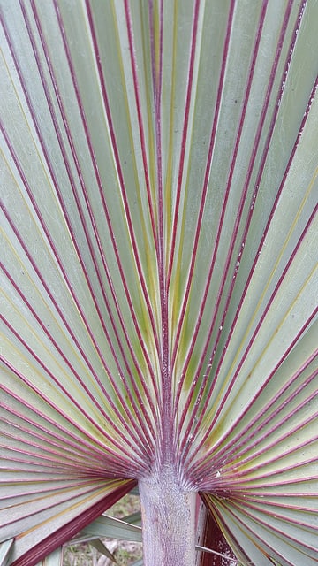 Latanier de la réunion