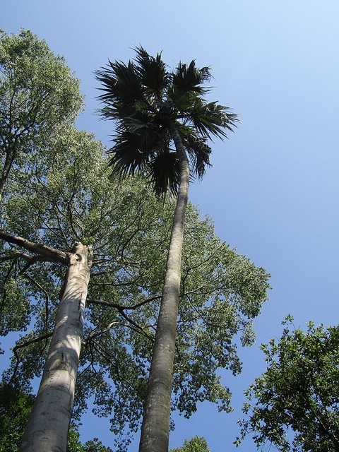 Latanier de la réunion