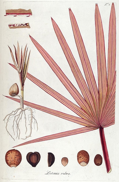 Latanier de la réunion