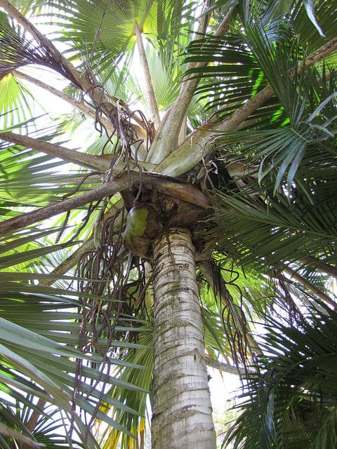 Latania verschaffeltii