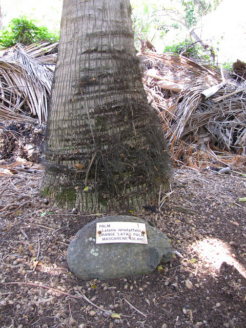 Latania verschaffeltii