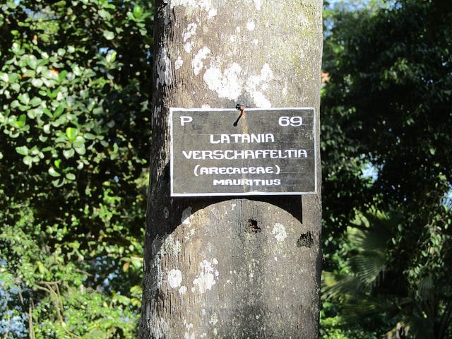 Latania verschaffeltii