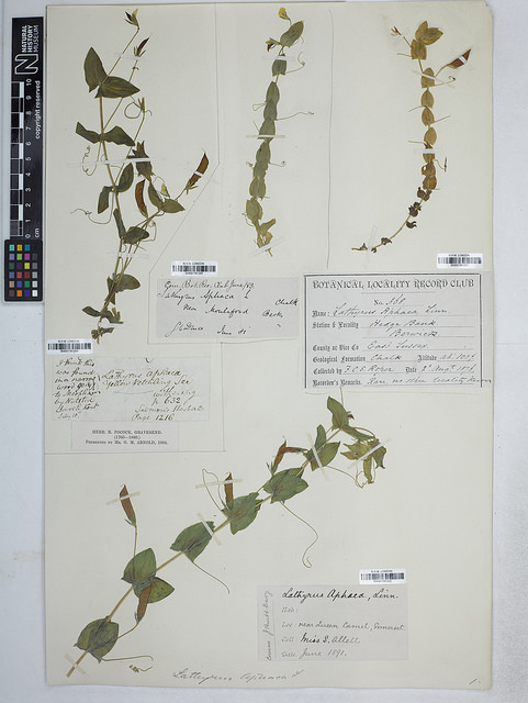 Gesse aphaca (Lathyrus aphaca)